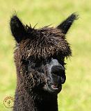 Alpaca 9R018D-008